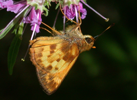 Zabulon Skipper